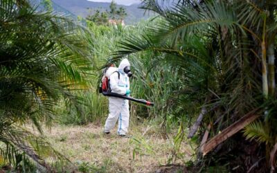 WHO sounds alarm on risk of chikungunya epidemic