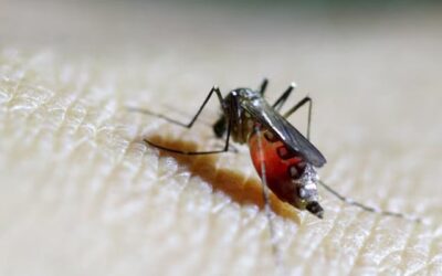 Chikungunya cases in China surge past 7,000