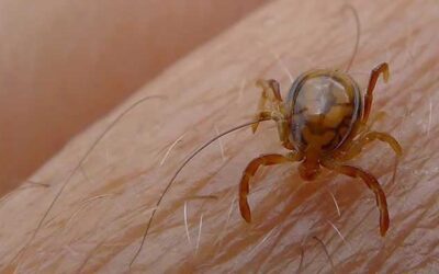 Congo virus claims third life in Karachi this year