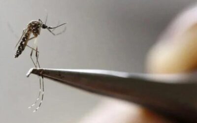Sindh reports first dengue fatality of the year